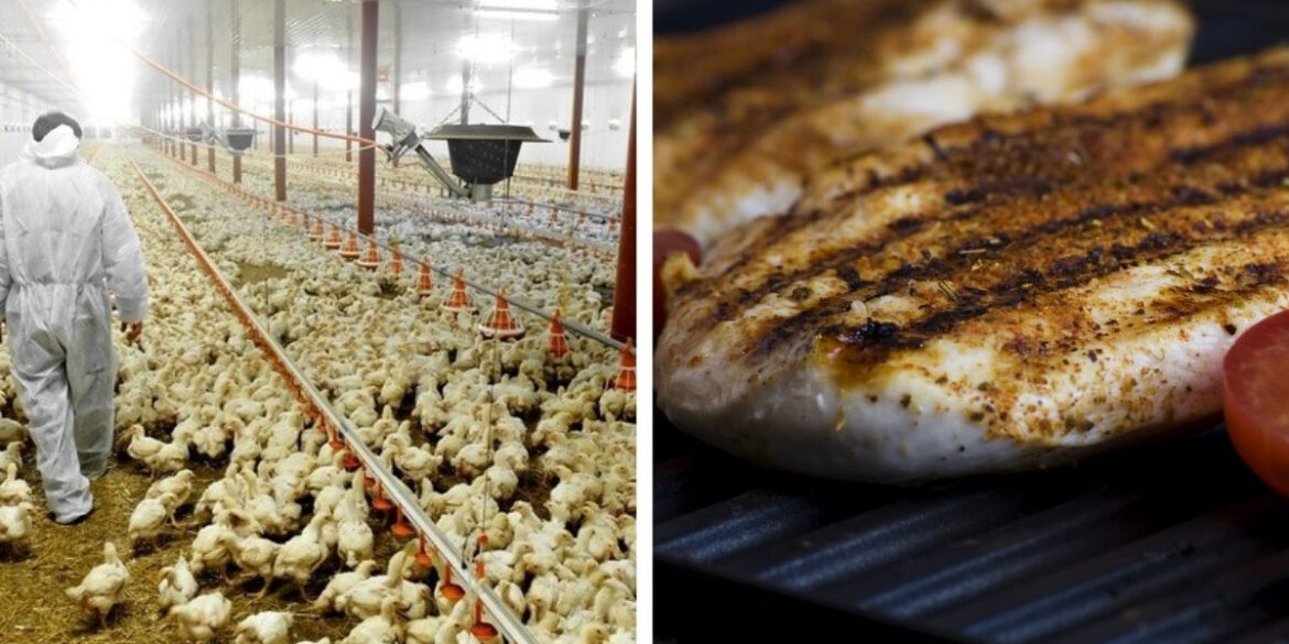 Reducing Poultry Processor’s Wastewater